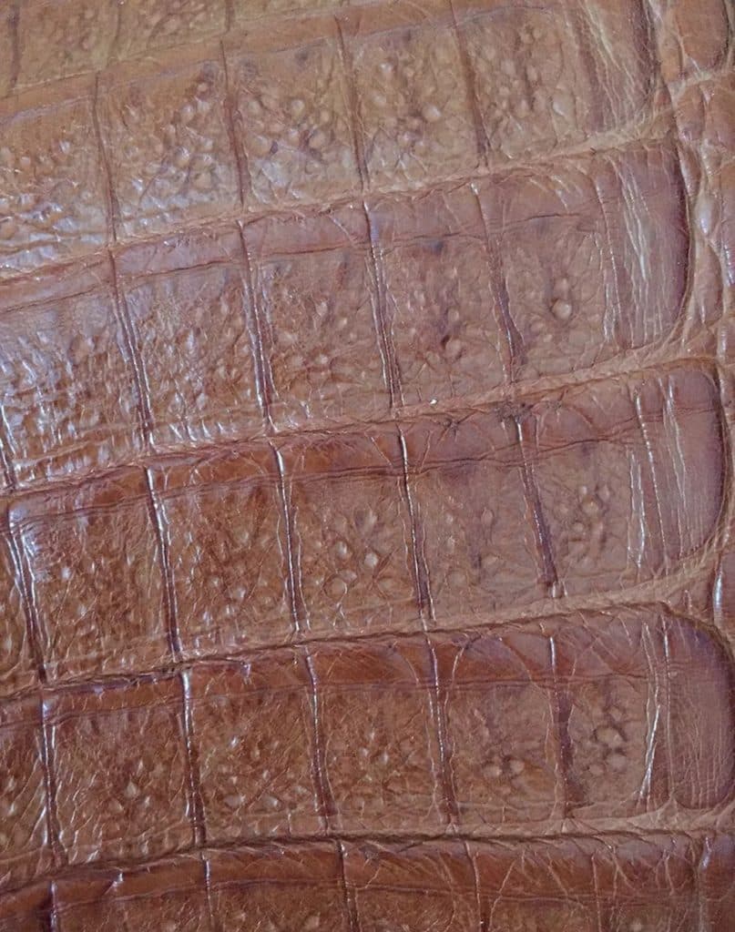 Alligator-leather-vs-crocodile-difference