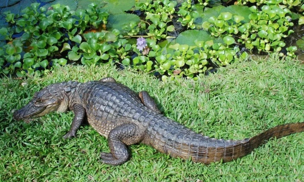 Caiman crocodile